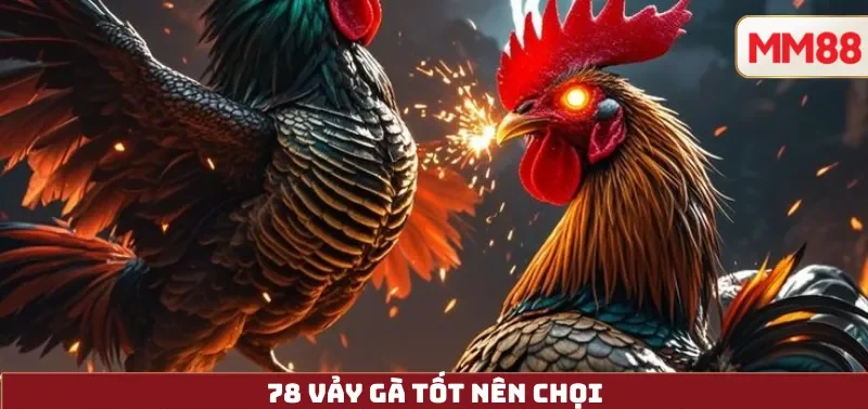 78 Vảy Gà Tốt Nên Chọi – Từ Kinh Nghiệm Dân Gian Đến Góc Nhìn Hiện Đại Cùng MM88 2 78 Vảy Gà Tốt Nên Chọi