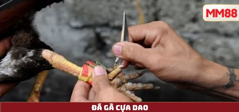 Đá Gà Cựa Dao – Nghệ Thuật Tốc Độ & Sức Mạnh Của Chiến Kê Hiện Đại Cùng MM88 2 Đá Gà Cựa Dao
